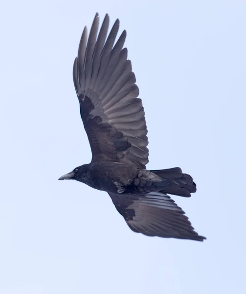 Krähen fliegen in den Himmel — Stockfoto