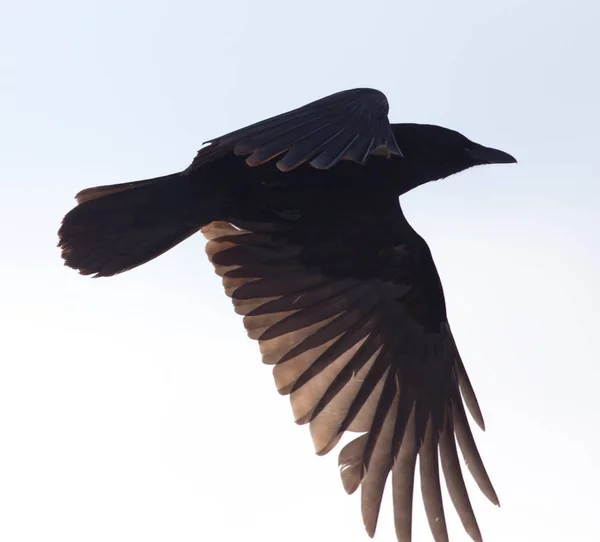 空を飛んでいるカラス — ストック写真