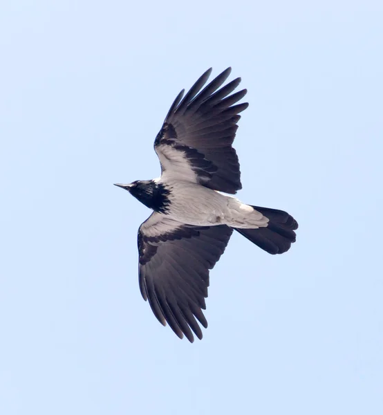 Corvi che volano nel cielo — Foto Stock