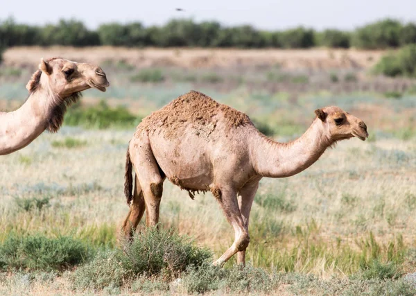 Carovana di cammelli nel deserto — Foto Stock