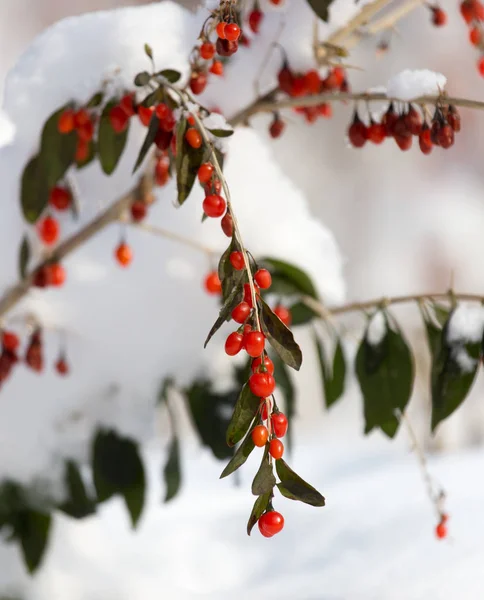 Red pepper in the snow — Stock Photo, Image