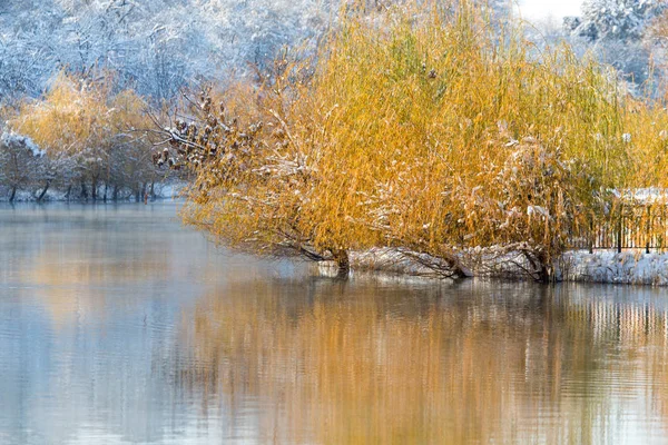 Árboles en el lago en invierno — Foto de Stock
