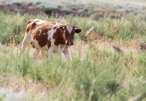 Pastoreio de vaca em um pasto — Fotografia de Stock