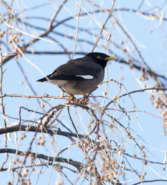 Estornino en un árbol en invierno — Foto de Stock