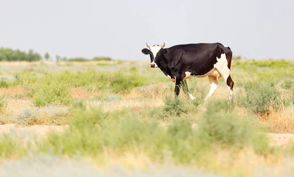 Wypas krów na pastwisku — Zdjęcie stockowe