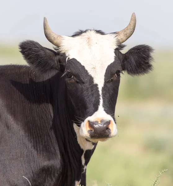 Wypas krów na pastwisku — Zdjęcie stockowe