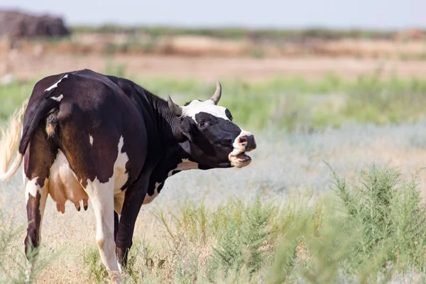 牛在牧场上吃草 — 图库照片