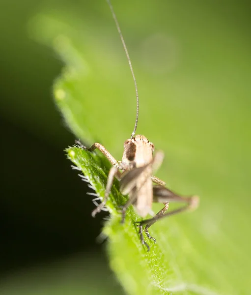 녹색 잎에 메뚜기입니다. 매크로 — 스톡 사진
