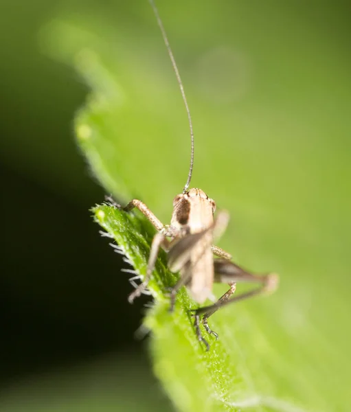 Sprinkhaan op een groen blaadje. macro — Stockfoto