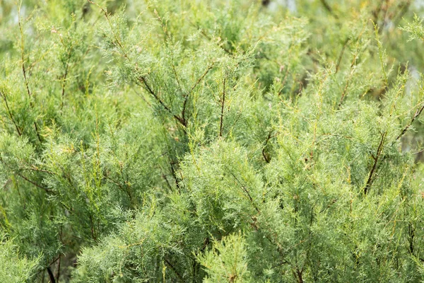Grüner Nadelbaum als Hintergrund — Stockfoto