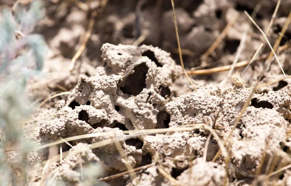 Fori termite nel terreno — Foto Stock