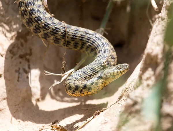 Wąż w naturze — Zdjęcie stockowe
