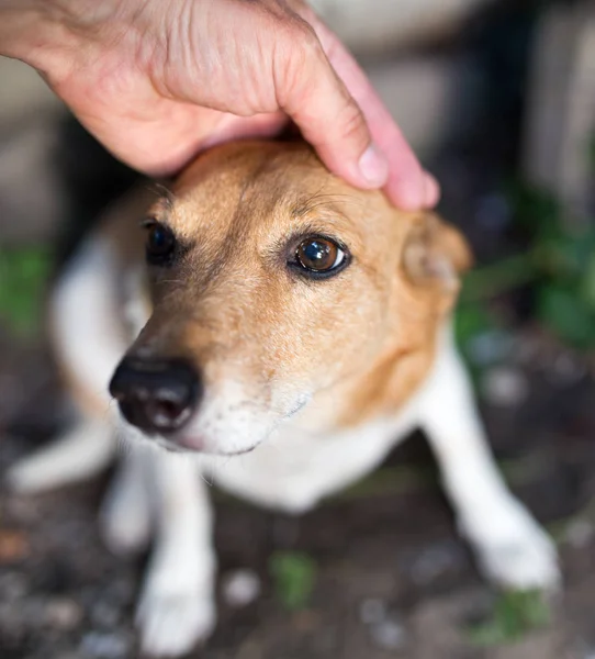 Mão cão doninha na natureza — Fotografia de Stock