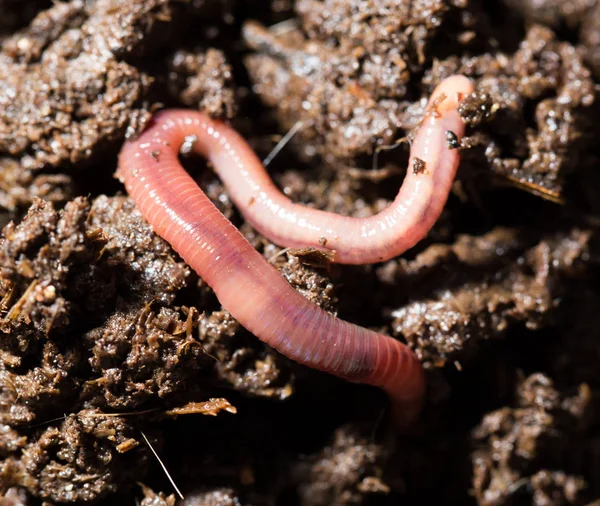 Vermi rossi nel compost. macro — Foto Stock