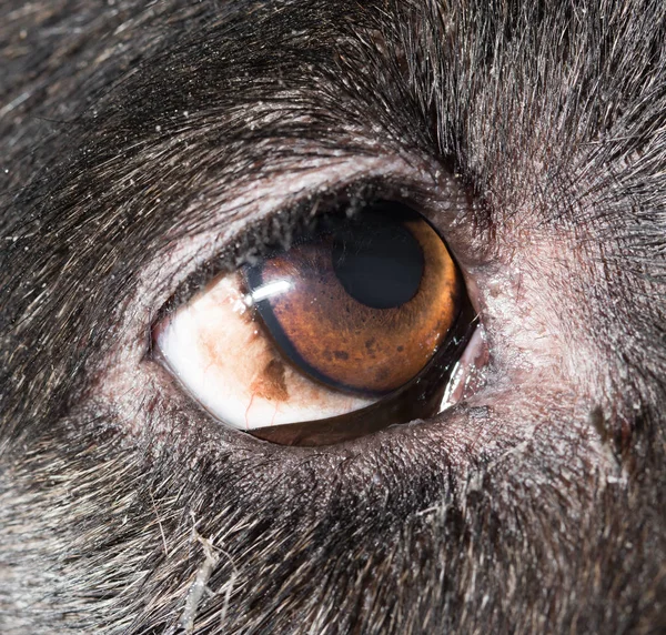 Brown eyes in black dogs. macro — Stock Photo, Image