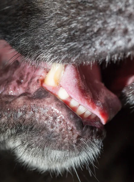 Big teeth at the black dog. macro — Stock Photo, Image