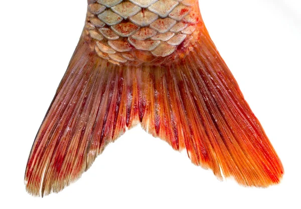 金魚写真素材 ロイヤリティフリー金魚画像 Depositphotos 金魚写真素材 ロイヤリティフリー金魚画像 Depositphotos