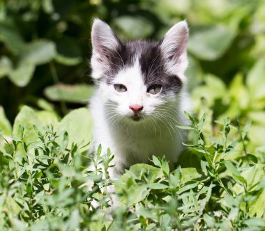 güzel küçük yavru kedi doğası üzerine