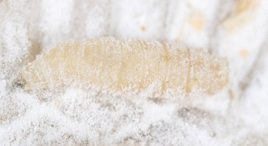 Kurt un içinde. Makro