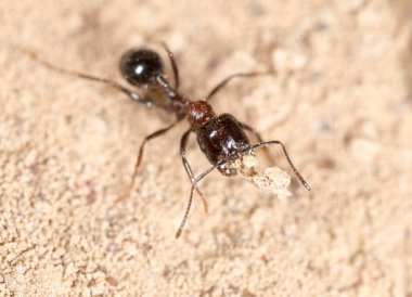 karınca doğada. Makro