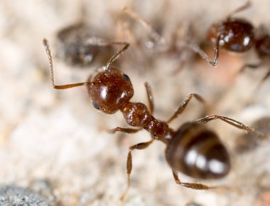 doğada küçük karınca. Super makro