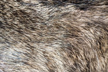 arka plan olarak kedi kürk. doku