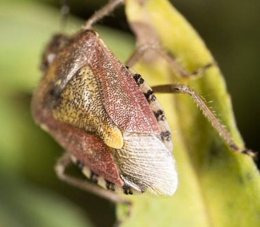 doğada böcek kokarca. Makro