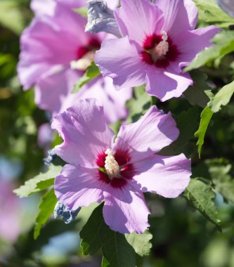 doğada güzel pembe çiçek