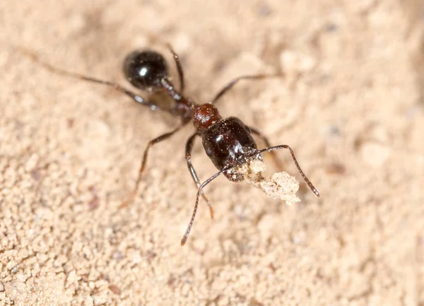 Mrówka w przyrodzie. makro — Zdjęcie stockowe