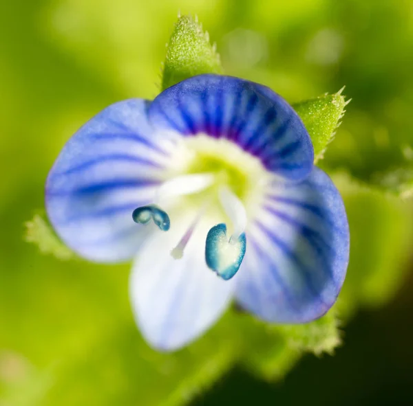 Küçük mavi çiçek. Super makro — Stok fotoğraf