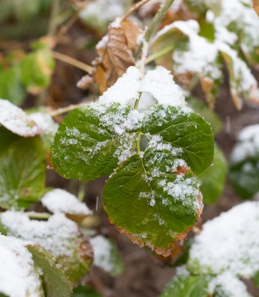 First snow on the leaves of plants — Stock Photo, Image