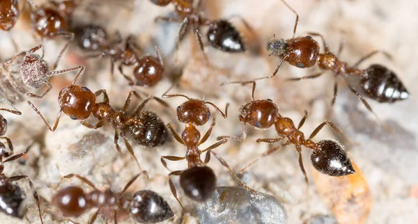 Little ant in nature. macro — Stock Photo, Image