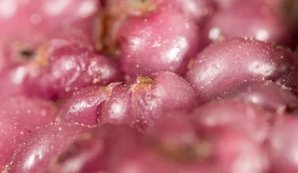 Berry mulberry trees as a backdrop. macro — Stock Photo, Image