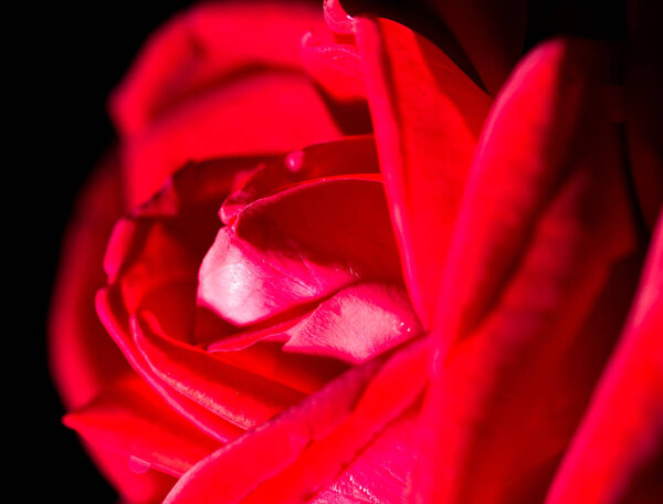 Beautiful red rose on a black background .