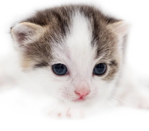 Kis cica fehér háttér — Stock Fotó
