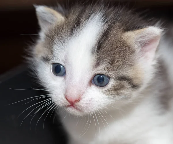 Portrait d'un petit chaton — Photo