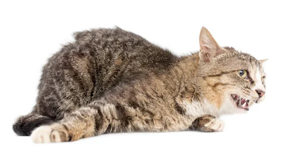 Cat portrait on a white background — Stock Photo, Image