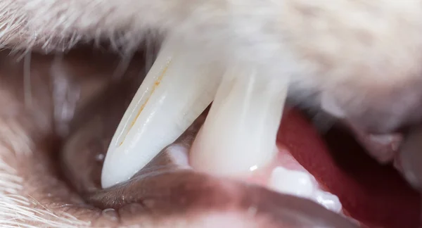 Cat sharp teeth. super macro — Stock Photo, Image