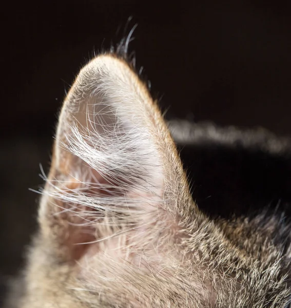 Orecchio gatto come sfondo. macro — Foto Stock