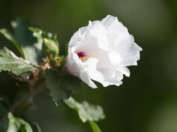 自然で美しい白い花 — ストック写真