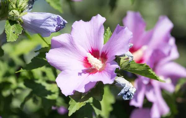 Hermosa flor rosa en la naturaleza —  Fotos de Stock