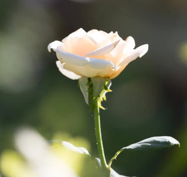 Rosa branca em um parque na natureza — Fotografia de Stock