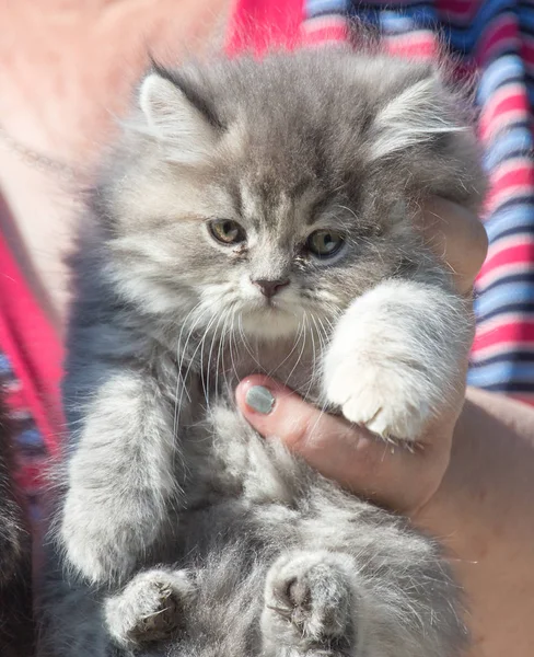 Fluffy kitten in the hand — Stock Photo, Image