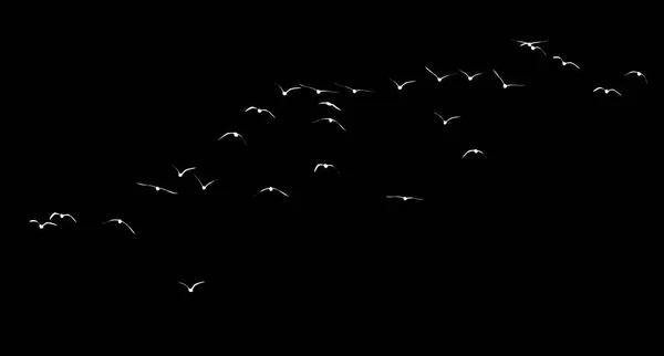 Σιλουέτα σμήνους πτηνών σε μαύρο φόντο — Φωτογραφία Αρχείου