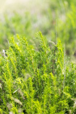 Kuru çimlerin üzerine genç yeşil lahanası