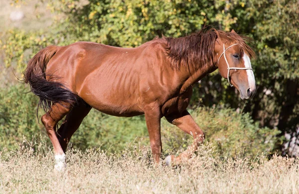 Cavalo vermelho na natureza no outono — Fotografia de Stock