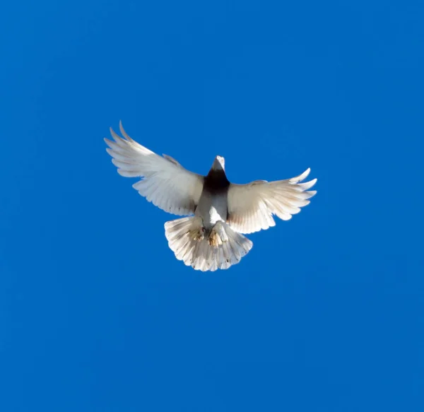 Um pombo em voo contra um céu azul — Fotografia de Stock