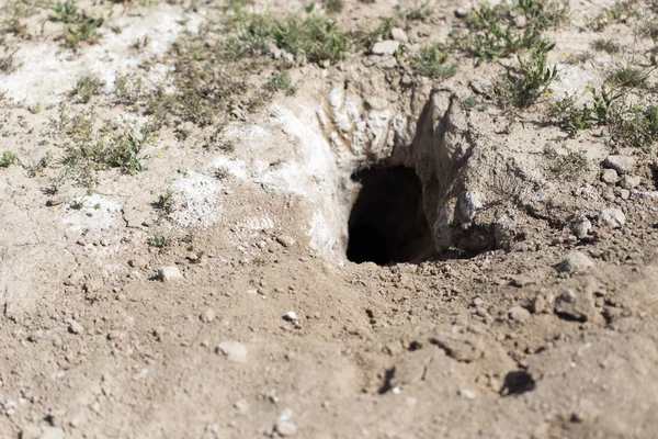 Buraco no animal de terra na natureza — Fotografia de Stock