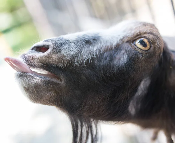 Geit weergegeven: tong in de natuur — Stockfoto