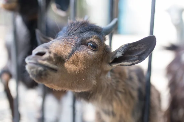 Geit achter een hek in dierentuin — Stockfoto